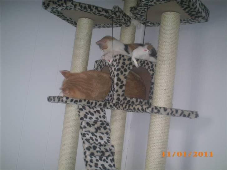 Blanding af racer Lucifer billede 18