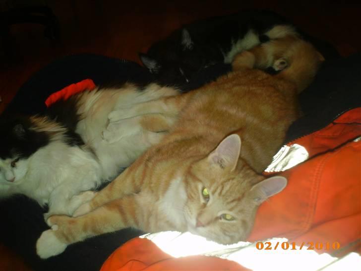 Blanding af racer Lucifer billede 19