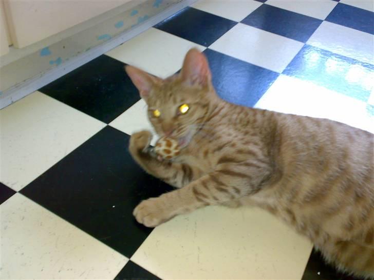 Ocicat Ozzy billede 4