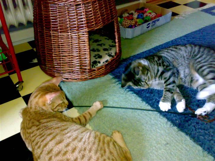 Ocicat Ozzy billede 5