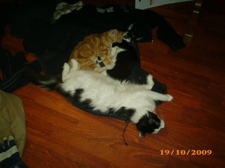 Blanding af racer Duchess *R.I.P.* billede 15