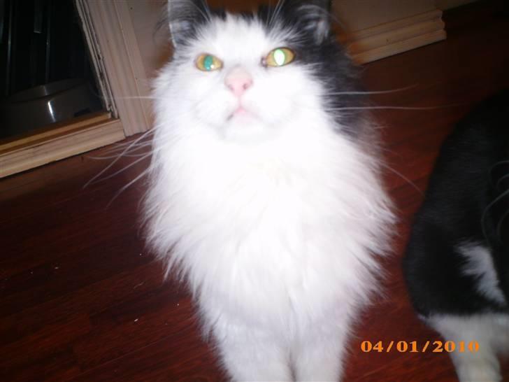 Blanding af racer Duchess *R.I.P.* billede 3