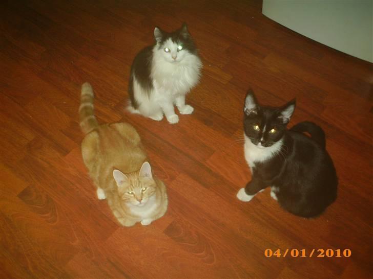 Blanding af racer Duchess *R.I.P.* billede 17