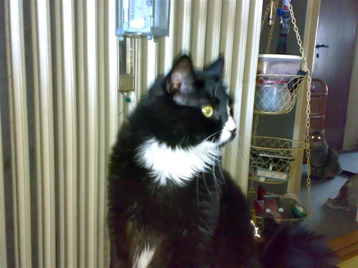 Blanding af racer BonJovi billede 16