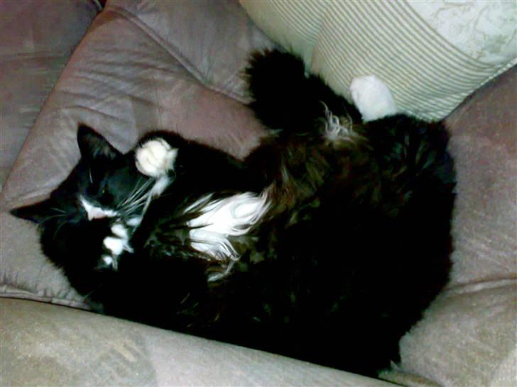 Blanding af racer BonJovi billede 17