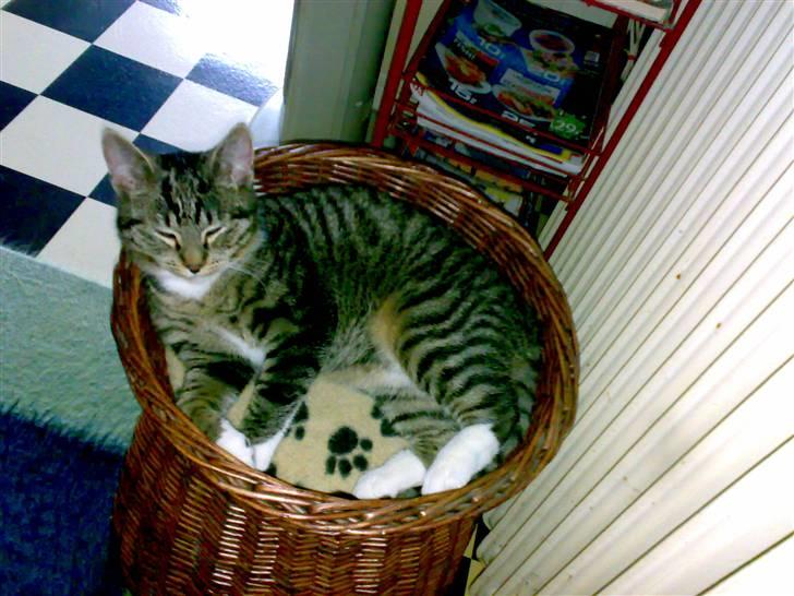 Huskat Maximus billede 1