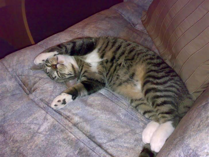 Huskat Maximus billede 2