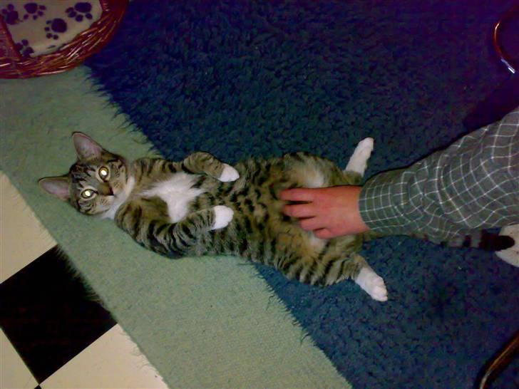 Huskat Maximus billede 3