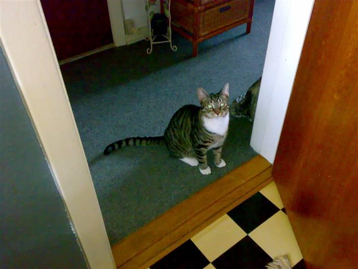 Huskat Maximus billede 4