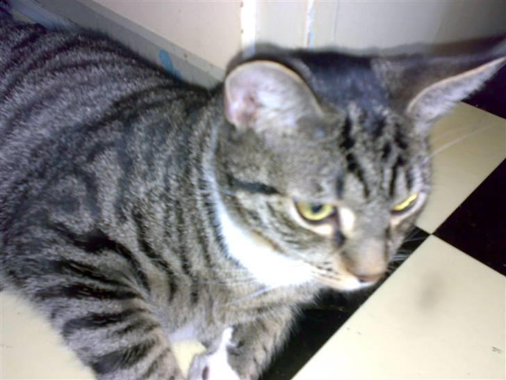 Huskat Maximus billede 5