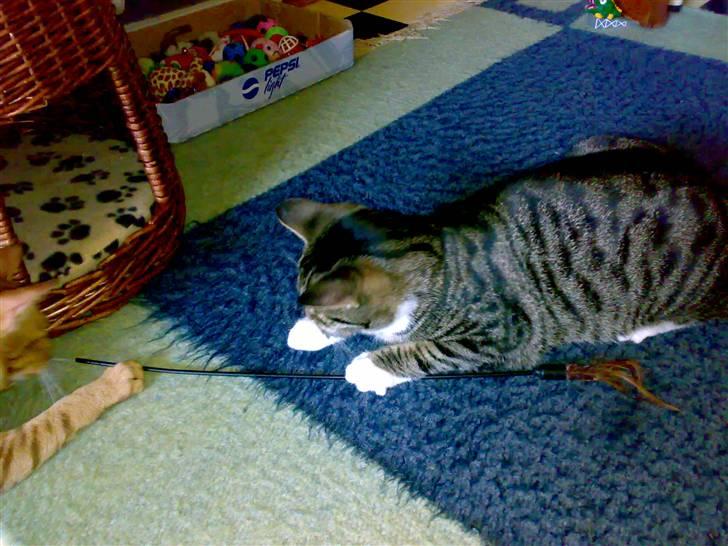 Huskat Maximus billede 6