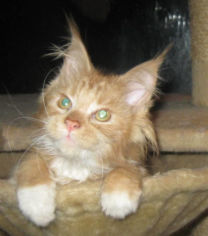 Maine Coon 4 ever coons gismo billede 1