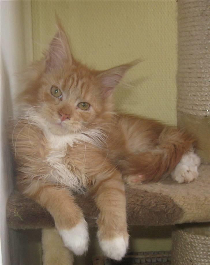 Maine Coon 4 ever coons gismo billede 2