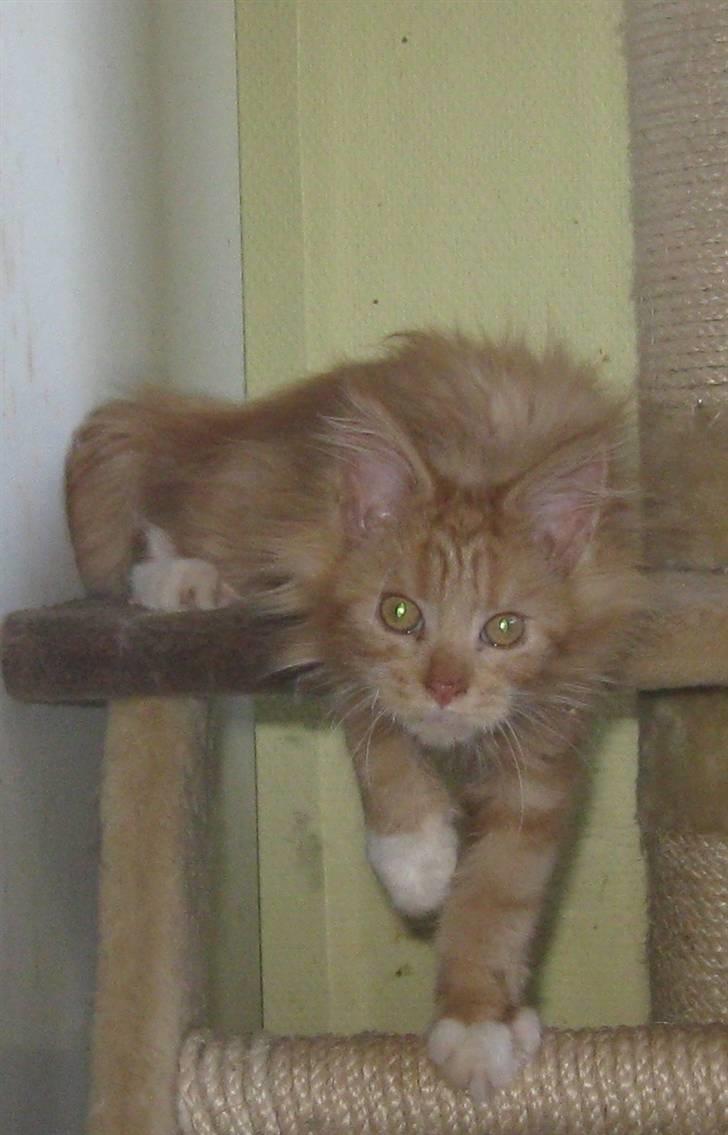 Maine Coon 4 ever coons gismo billede 3