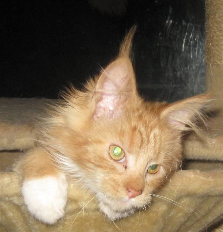 Maine Coon 4 ever coons gismo billede 4