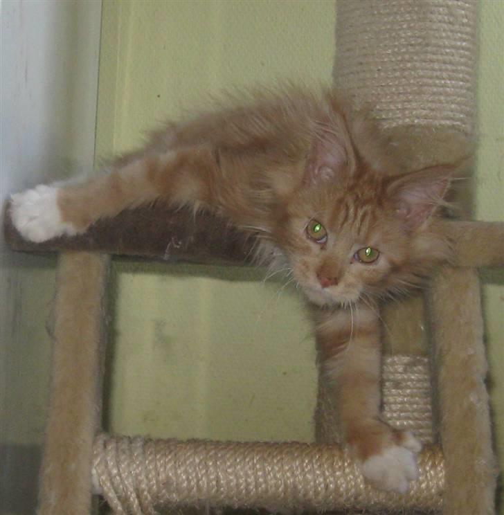 Maine Coon 4 ever coons gismo billede 5