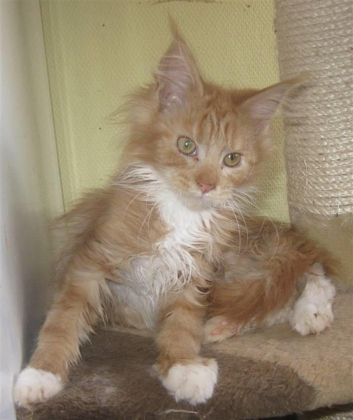 Maine Coon 4 ever coons gismo billede 6