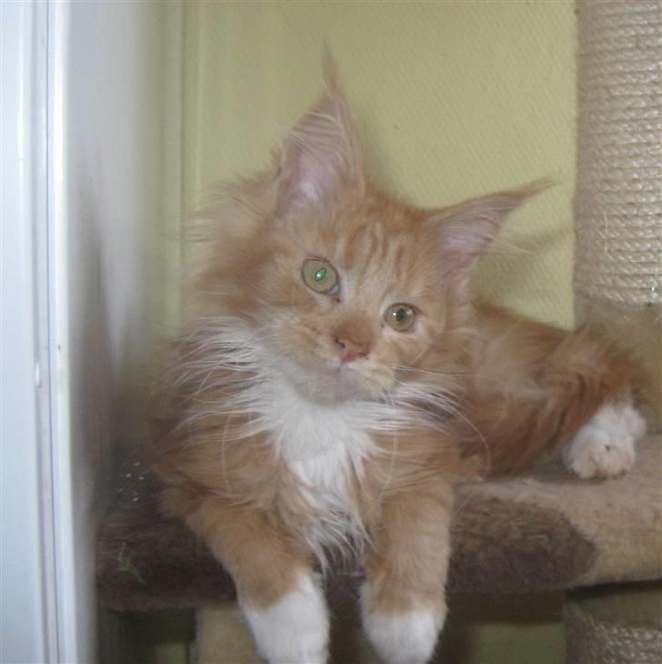 Maine Coon 4 ever coons gismo billede 7