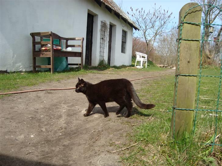 Huskat Black Jack <3 R.I.P. billede 10