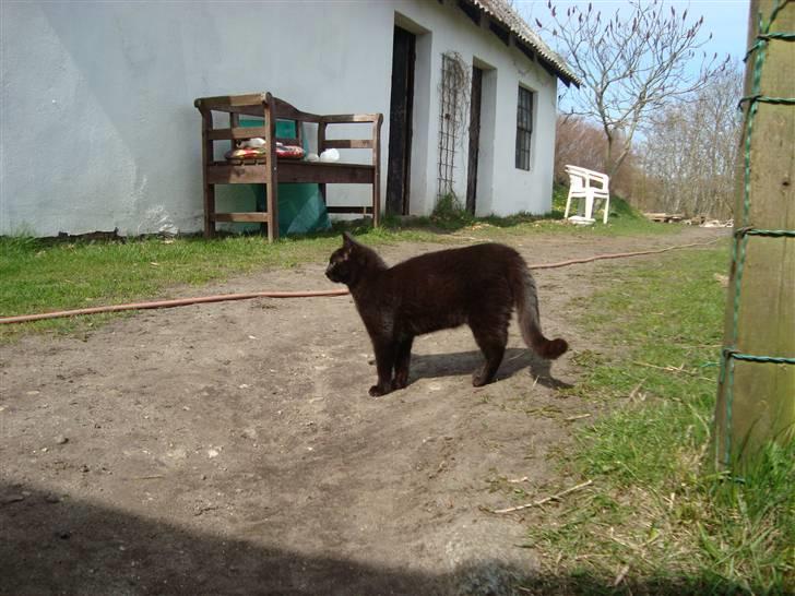 Huskat Black Jack <3 R.I.P. billede 11