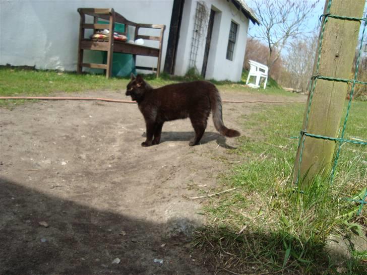 Huskat Black Jack <3 R.I.P. billede 12