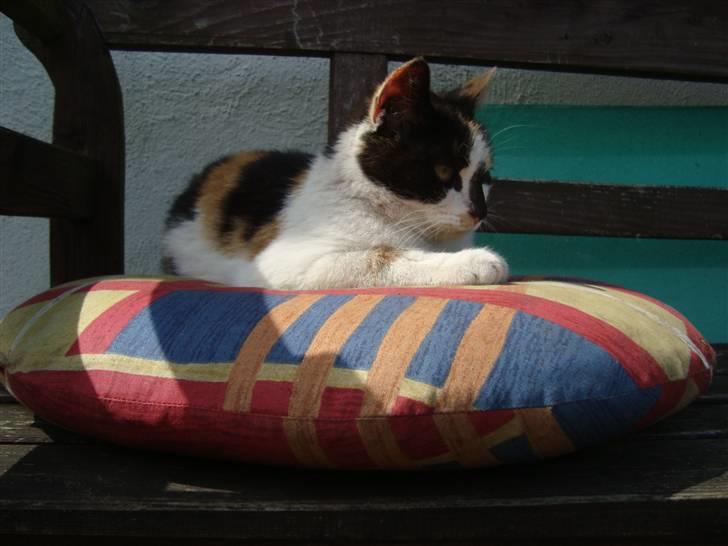 Blanding af racer Liv  billede 1