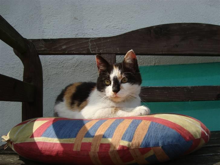 Blanding af racer Liv  billede 2