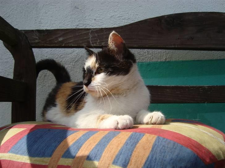 Blanding af racer Liv  billede 3