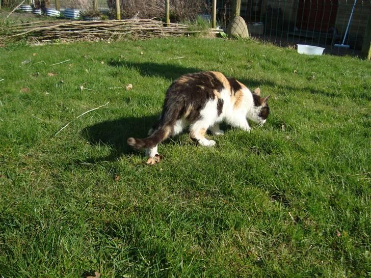 Blanding af racer Liv  billede 4