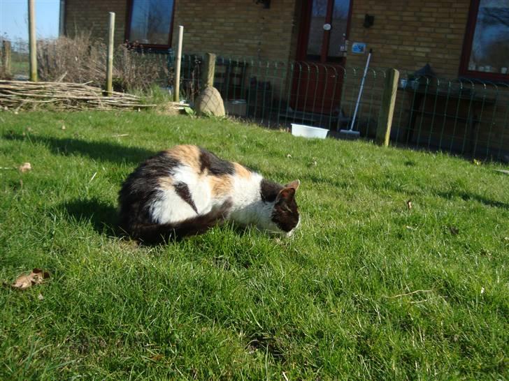 Blanding af racer Liv  billede 5