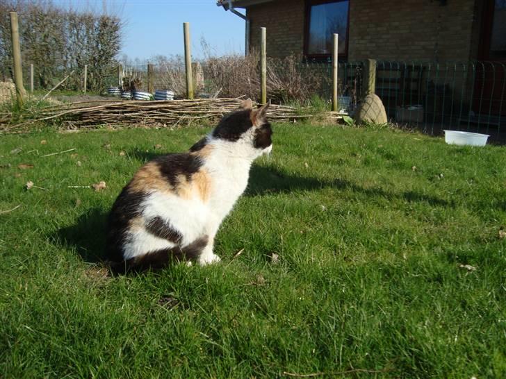 Blanding af racer Liv  billede 6