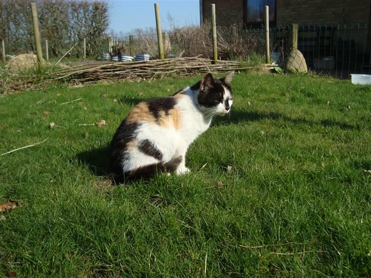 Blanding af racer Liv  billede 7