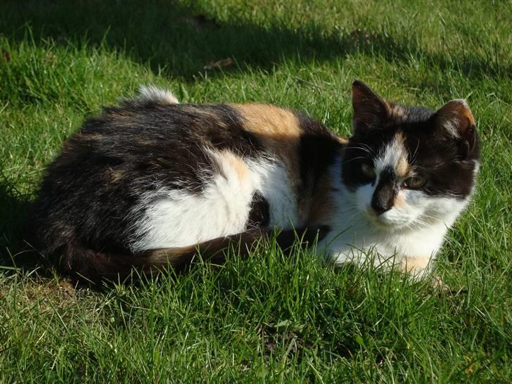 Blanding af racer Liv  billede 8