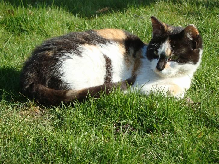 Blanding af racer Liv  billede 9