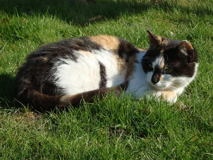 Blanding af racer Liv  billede 10