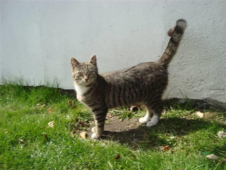 Huskat Madea *død*† billede 14