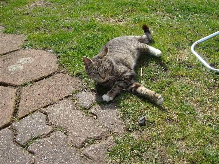 Huskat Madea *død*† billede 15