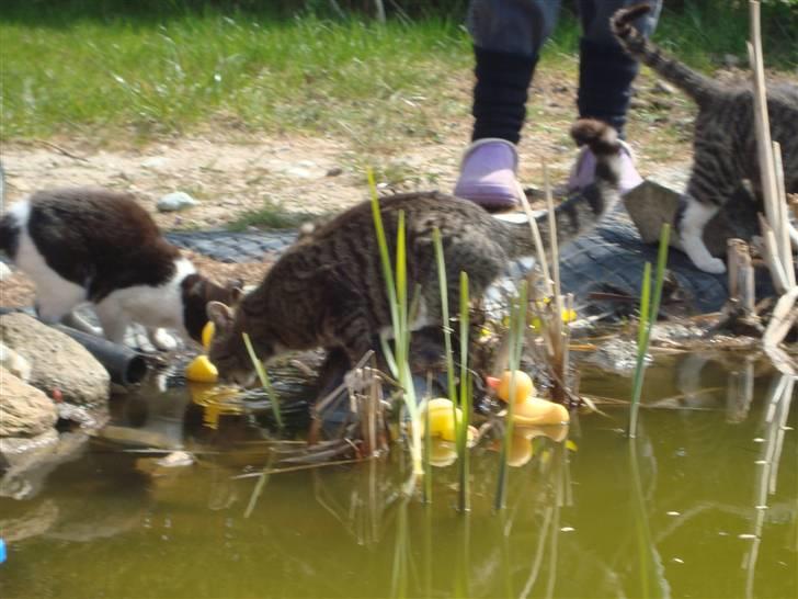 Huskat Madea *død*† billede 16