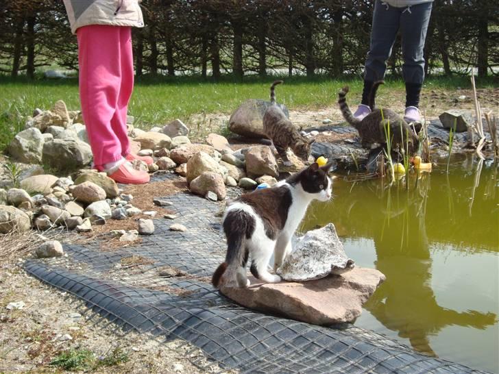 Blanding af racer Trine *Væk* :'( billede 5