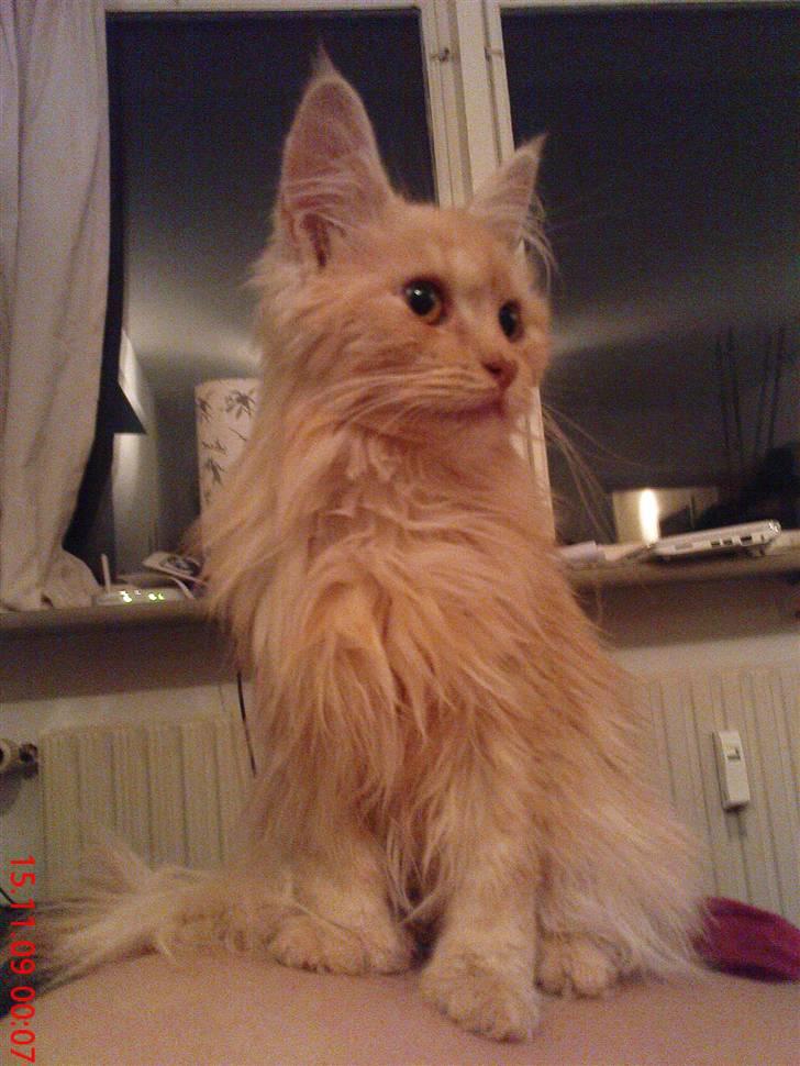 Blanding af racer Bella (P)  billede 11