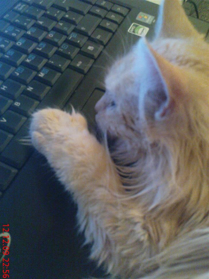 Blanding af racer Bella (P)  billede 12