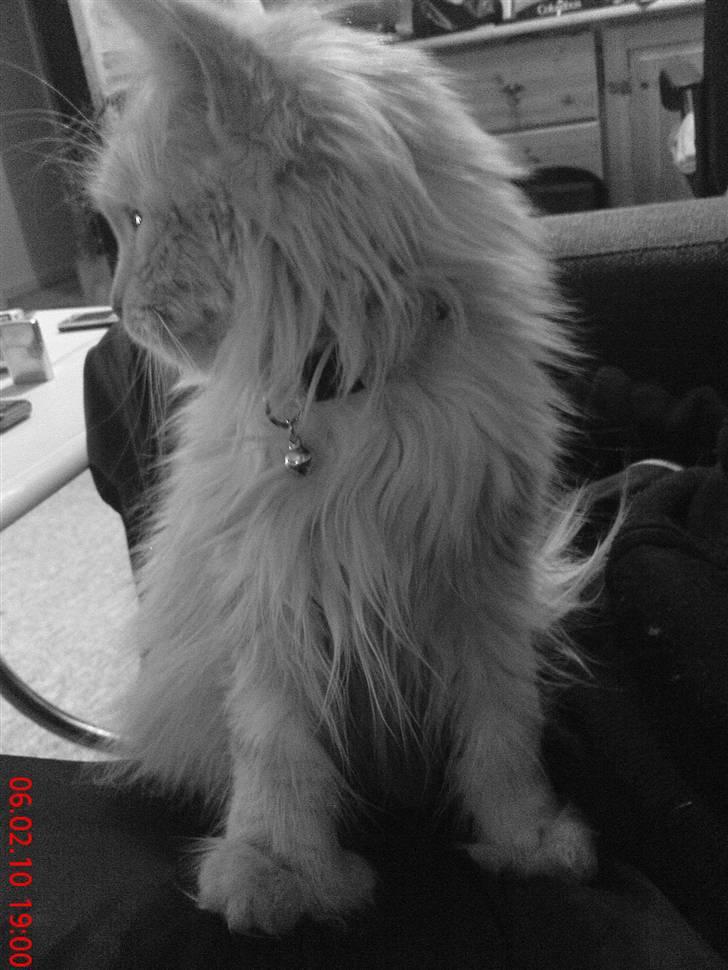 Blanding af racer Bella (P)  billede 13