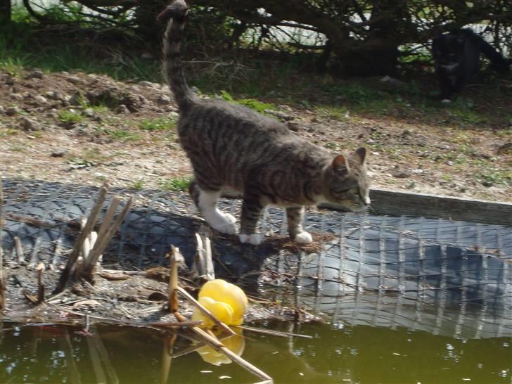 Blanding af racer Junior *RIP* billede 6