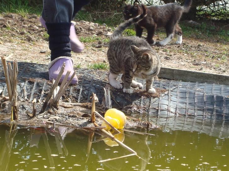 Blanding af racer Junior *RIP* billede 7