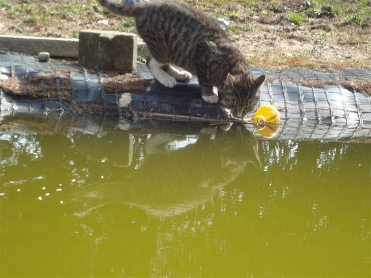 Blanding af racer Junior *RIP* billede 8