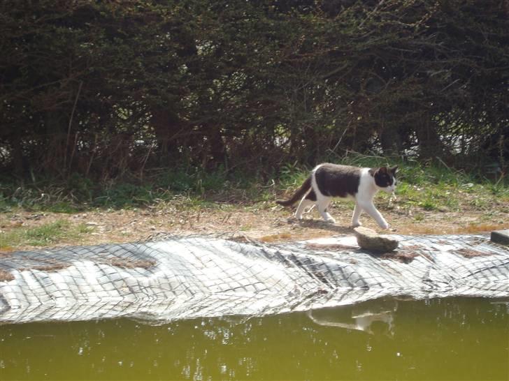 Blanding af racer Trine *Væk* :'( billede 6