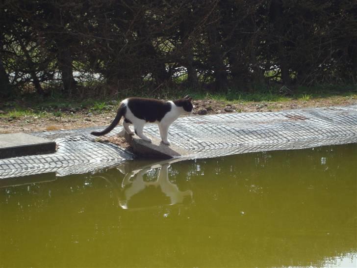 Blanding af racer Trine *Væk* :'( billede 7