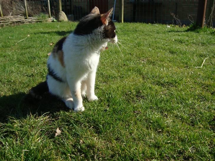 Blanding af racer Liv  billede 11