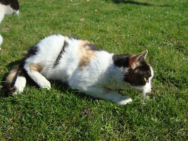 Blanding af racer Liv  billede 12