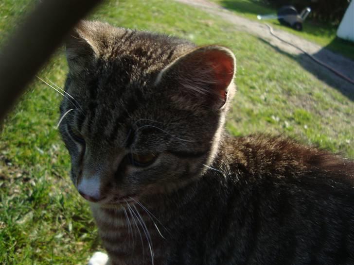 Blanding af racer Junior *RIP* billede 9